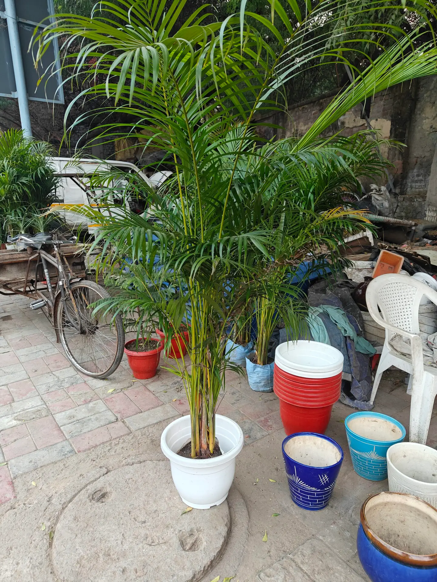 Areca palm